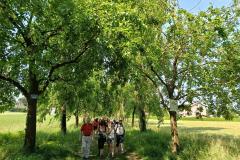 1_foto_passeggiata_viale_gelsi