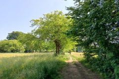 foto sentiero in strada sterrata fila sinistra alberi