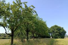 fila alberi lungo sentiero